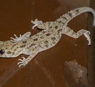 Image result for Keeled Gecko