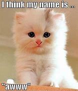 Image result for Cutie Pie Cat Meme