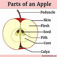 Image result for Apple Parts Crosswise and Lengthwise