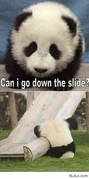 Image result for Cute Panda Funny Animal Memes