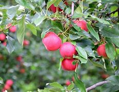 Image result for Malus domestica Gloster