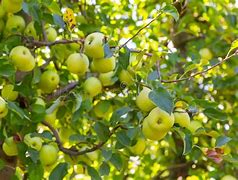 Image result for Golden Apple Orchard