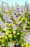 Image result for Caryopteris x clandonensis Good As Gold