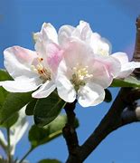 Image result for Honeycrisp Apple Tree Blossom