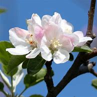 Image result for Honeycrisp Apple Trees for Sale