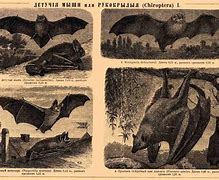 Image result for Vintage Bat Wood Background