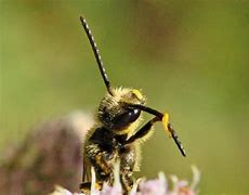 Image result for Honey Bee Antennae