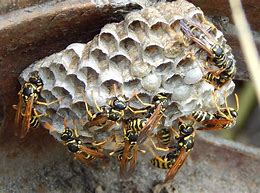 Image result for Yellow Jacket Wasp Nest