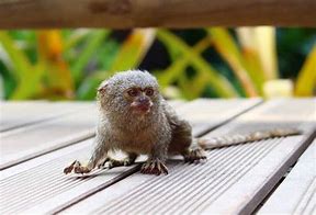 Image result for World's Smallest Monkey Species