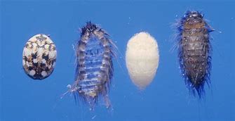 Image result for Carpet Beetle Life Cycle