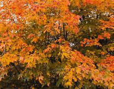 Image result for Best Fall Color Maple Tree