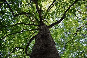 Image result for bomen