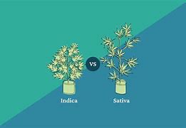Image result for Difference Between Cannabis Sativa vs Indica