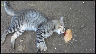 Image result for Smashed Dead Cat