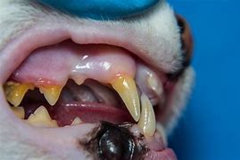 Image result for Inflammed Cat Gums