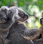 Image result for Koala On a Stack of Toads
