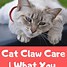 Image result for Cat Claw Quick