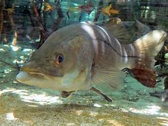 Image result for Snook Fish Art Drawing