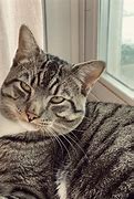 Image result for iPhone 11 Pro 52Mm Sample