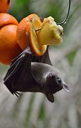 Image result for Pretty Fruit Bats