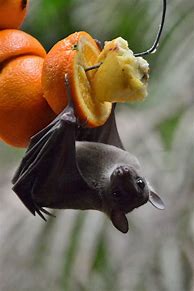 Image result for Cute Bat Flying