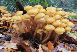 Image result for Largest Fungi On Earth