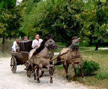 Image result for Horse Ride at Fair