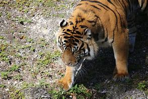 Image result for World Largest Tiger