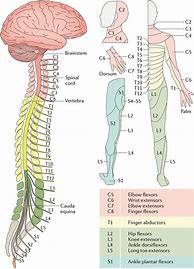 Image result for Anatomy of Spinal Cord and the Reflex Arc