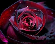 Image result for Gothic Rose Background