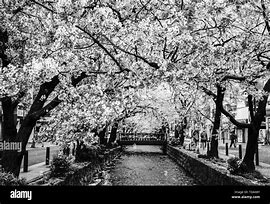 Image result for Japanese Cherry Blossom