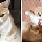 Image result for grumpiest cats