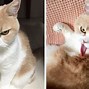 Image result for White Grumpy Cat