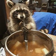 Image result for Raccoon PFP Meme