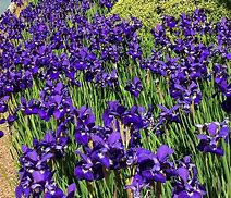 Image result for Iris sibirica Caesars Brother