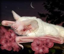 Image result for Tiger Albino Bat