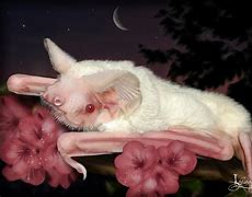 Image result for Tiger Albino Bat