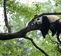 Image result for Panda in Tree