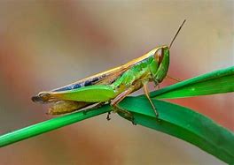 Image result for Leaf Grasshopper