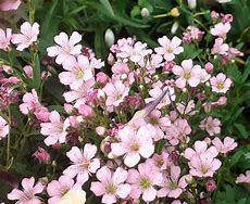 Image result for Gypsophila repens