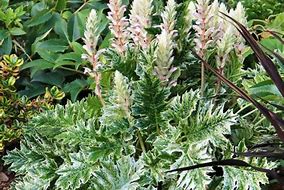 Image result for Acanthus Whitewater