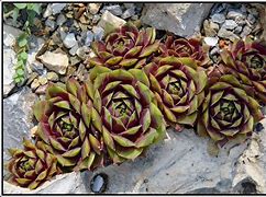 Image result for Sempervivum tectorum Alpinum