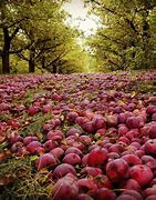 Image result for Washington State Apple Farm