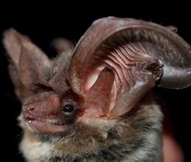 Image result for Vaccinate Bats