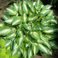 Image result for Hosta Tongue of Flame