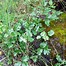 Image result for Poison Oak Tree Picture