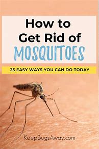 Image result for Get Rid of Mosquitoes