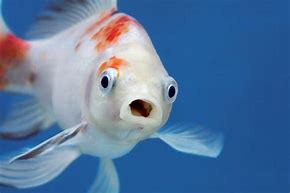 Image result for Goldfish Dank Face
