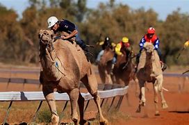 Image result for Camel Racing Background
