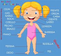 Image result for Vocabulario Partes Del Cuerpo